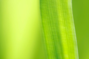 Subtle Greens
